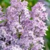 New Age Lavender Lilac (Syringa) - 3 Gallon Pot