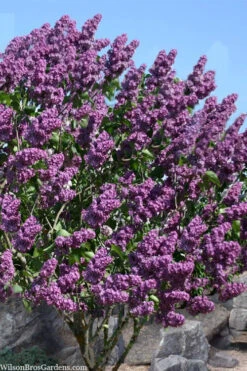 Pocohantas Lilac (Syringa) - 3 Gallon Pot 7 Pocohantas Lilac (Syringa) - 3 Gallon Pot -Wilson Bros Gardens syringa pocahontas canadian lilac 2