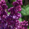 Congo French Lilac - 3 Gallon Pot