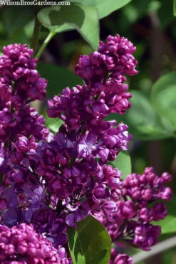Congo French Lilac - 3 Gallon Pot