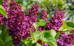 Ludwig Spaeth French Lilac (Syringa) - 1 Gallon Pot -Wilson Bros Gardens syringa vulgaris ludwig spaeth lilac 4