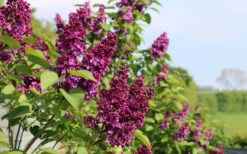 Ludwig Spaeth French Lilac (Syringa) - 1 Gallon Pot -Wilson Bros Gardens syringa vulgaris ludwig spaeth lilac 5