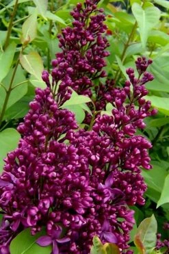 Monge French Lilac (Syringa) - 3 Gallon Pot -Wilson Bros Gardens syringa vulgaris monge lilac 3