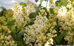 Primrose Yellow French Lilac (Syringa) - 2 Gallon Pot -Wilson Bros Gardens syringa vulgaris primrose yellow french lilac 4