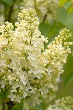 Primrose Yellow French Lilac (Syringa) - 2 Gallon Pot -Wilson Bros Gardens syringa vulgaris primrose yellow lilac 1
