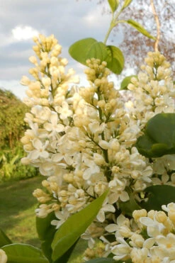 Primrose Yellow French Lilac (Syringa) - 2 Gallon Pot -Wilson Bros Gardens syringa vulgaris primrose yellow lilac 2