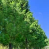 Bald Cypress - Taxodium Distichum - 3 Gallon Pot (5-6')
