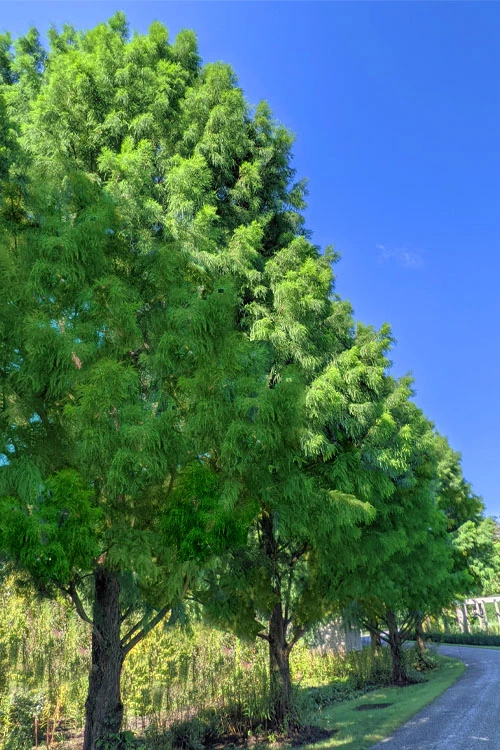 Bald Cypress - Taxodium Distichum - 3 Gallon Pot (5-6') 1 Bald Cypress - Taxodium Distichum - 3 Gallon Pot (5-6')