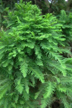 Jim's Little Guy Dwarf Bald Cypress (Taxodium Distichum) - 7 Gallon Pot (4-5') -Wilson Bros Gardens taxodium distichum jims little guy dwarf bald cypress 2