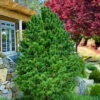 Jim's Little Guy Dwarf Bald Cypress (Taxodium Distichum) - 7 Gallon Pot (4-5')