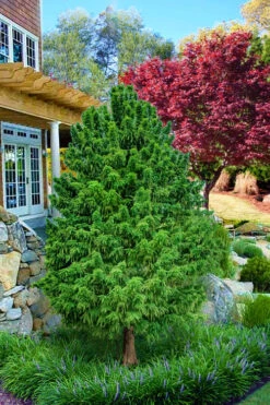 Jim's Little Guy Dwarf Bald Cypress (Taxodium Distichum) - 7 Gallon Pot (4-5')