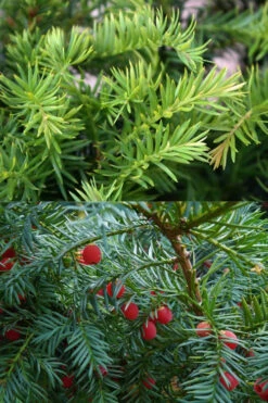 Spreading English Yew (Taxus Baccata 'Repandens) - 3 Gallon Pot -Wilson Bros Gardens taxus baccata repandens speading english yew 10
