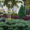 Spreading English Yew (Taxus Baccata 'Repandens) - 3 Gallon Pot