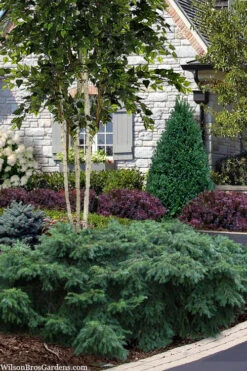 Spreading English Yew (Taxus Baccata 'Repandens) - 3 Gallon Pot