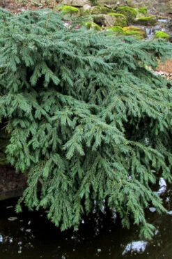 Spreading English Yew (Taxus Baccata 'Repandens) - 3 Gallon Pot -Wilson Bros Gardens taxus baccata repandens speading english yew 8