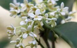 Fragrant White Tea Olive - 7 Gallon Pot (5-6') 10 Fragrant White Tea Olive - 7 Gallon Pot (5-6') -Wilson Bros Gardens tea olive flowers closeup 6
