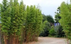 Temple Bamboo (Semiarundinaria Fastuosa) - 3 Gallon Pot (4-6'+) -Wilson Bros Gardens temple bamboo