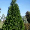 Green Giant Arborvitae - 7 Gallon Pot (6-7')