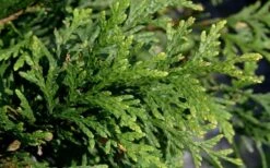Green Giant Arborvitae - 7 Gallon Pot (3-4') -Wilson Bros Gardens thuja green giant arborvitae 102