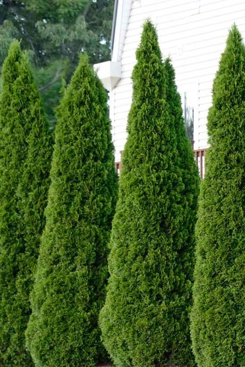 Emerald Green Arborvitae - 3 Gallon Pot 7 Emerald Green Arborvitae - 3 Gallon Pot - Image 7