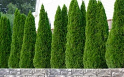 Emerald Green Arborvitae - 5 Gallon Pot 12 Emerald Green Arborvitae - 5 Gallon Pot -Wilson Bros Gardens thuja occidentalis emerald green arborvitae 102 1