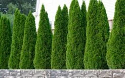 Emerald Green Arborvitae - 5 Gallon Pot -Wilson Bros Gardens thuja occidentalis emerald green arborvitae 102 2