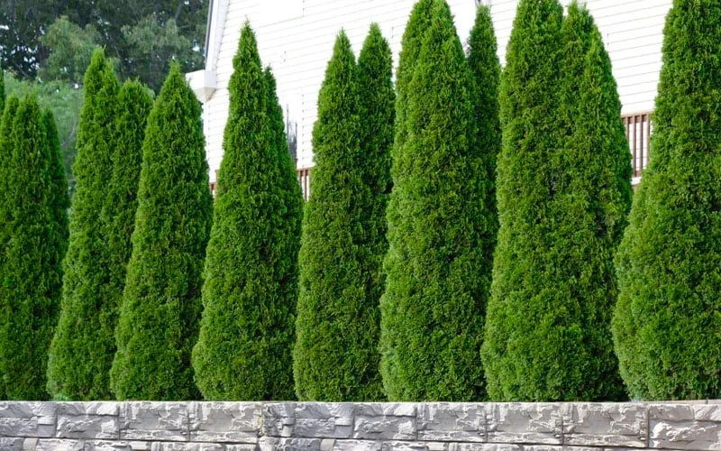 Emerald Green Arborvitae - 3 Gallon Pot 5 Emerald Green Arborvitae - 3 Gallon Pot - Image 5