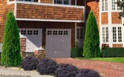 Emerald Green Arborvitae - 7 Gallon Pot (3-4') -Wilson Bros Gardens thuja occidentalis emerald green arborvitae 106 3