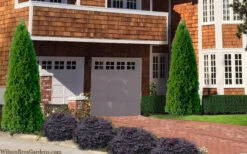 Emerald Green Arborvitae - 1 Gallon Pot -Wilson Bros Gardens thuja occidentalis emerald green arborvitae 106 5