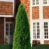 Emerald Green Arborvitae - 3 Gallon Pot