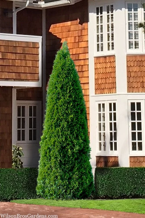 Emerald Green Arborvitae - 3 Gallon Pot 1 Emerald Green Arborvitae - 3 Gallon Pot