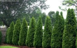 Emerald Green Arborvitae - 3 Gallon Pot 13 Emerald Green Arborvitae - 3 Gallon Pot -Wilson Bros Gardens thuja occidentalis emerald green arborvitae 109 4