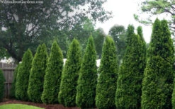 Emerald Green Arborvitae - 1 Gallon Pot -Wilson Bros Gardens thuja occidentalis emerald green arborvitae 109 5