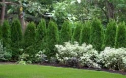 Emerald Green Arborvitae - 7 Gallon Pot (3-4') -Wilson Bros Gardens thuja occidentalis emerald green arborvitae 110 3