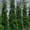 Full Speed A Hedge American Pillar Arborvitae - 7 Gallon Pot (4.5-5.5')