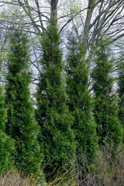 Full Speed A Hedge American Pillar Arborvitae - 7 Gallon Pot (4.5-5.5')