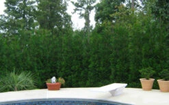 Full Speed A Hedge American Pillar Arborvitae - 7 Gallon Pot (4.5-5.5') 13 Full Speed A Hedge American Pillar Arborvitae - 7 Gallon Pot (4.5-5.5') -Wilson Bros Gardens thuja occidentalis full speed ahead american pillar arborvitae 2