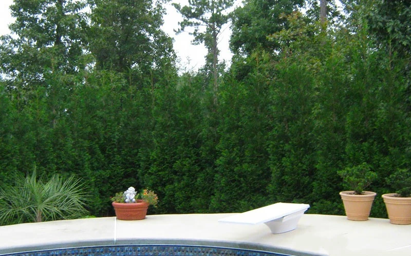 Full Speed A Hedge American Pillar Arborvitae - 7 Gallon Pot (4.5-5.5') 7 Full Speed A Hedge American Pillar Arborvitae - 7 Gallon Pot (4.5-5.5') - Image 7