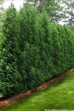 Full Speed A Hedge American Pillar Arborvitae - 7 Gallon Pot (4.5-5.5') 10 Full Speed A Hedge American Pillar Arborvitae - 7 Gallon Pot (4.5-5.5') -Wilson Bros Gardens thuja occidentalis full speed ahead american pillar arborvitae 3