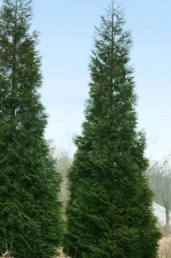 Full Speed A Hedge American Pillar Arborvitae - 7 Gallon Pot (4.5-5.5') 12 Full Speed A Hedge American Pillar Arborvitae - 7 Gallon Pot (4.5-5.5') -Wilson Bros Gardens thuja occidentalis full speed ahead american pillar arborvitae 4