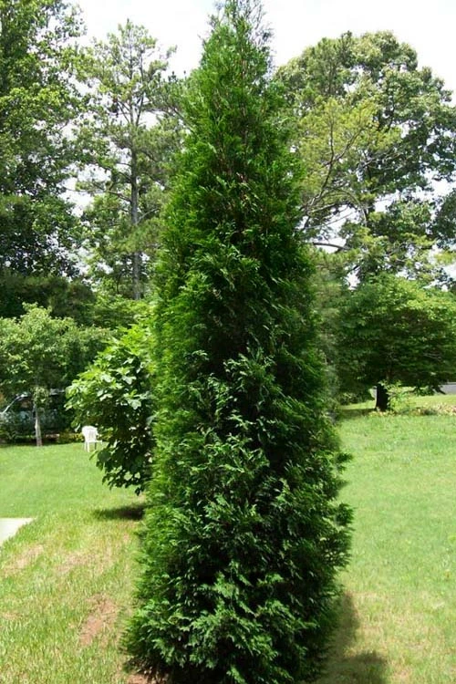 Full Speed A Hedge American Pillar Arborvitae - 7 Gallon Pot (4.5-5.5') 5 Full Speed A Hedge American Pillar Arborvitae - 7 Gallon Pot (4.5-5.5') - Image 5