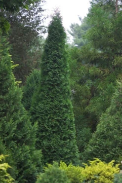 North Pole Arborvitae (Thuja) - 1 Gallon Pot 8 North Pole Arborvitae (Thuja) - 1 Gallon Pot -Wilson Bros Gardens thuja occidentalis north pole arborvitae 1