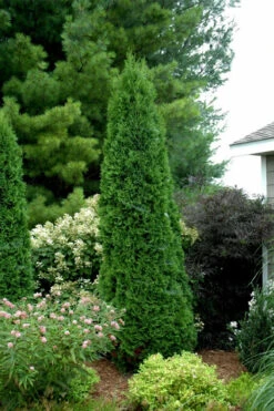 North Pole Arborvitae (Thuja) - 1 Gallon Pot 9 North Pole Arborvitae (Thuja) - 1 Gallon Pot -Wilson Bros Gardens thuja occidentalis north pole arborvitae 2