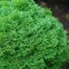 Tater Tot Arborvitae (Thuja) - 2 Gallon Pot