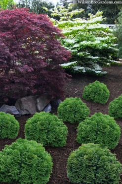 Tater Tot Arborvitae (Thuja) - 2 Gallon Pot -Wilson Bros Gardens thuja occidentalis tater tot arborvitae 4