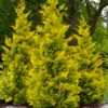 Yellow Ribbon Arborvitae (Thuja Occidentalis) - 7 Gallon Pot