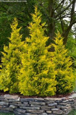 Yellow Ribbon Arborvitae (Thuja Occidentalis) - 7 Gallon Pot