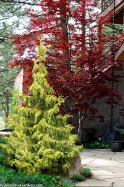 Lucky Find Arborvitae (Thuja Occidentalis) - 1 Gallon Pot