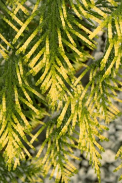 Lucky Find Arborvitae (Thuja Occidentalis) - 1 Gallon Pot -Wilson Bros Gardens thuja plicata lucky find golden arborvitae 4