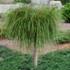 Whipcord Arborvitae (Single Trunk Topiary Tree) - 3 Gallon Pot